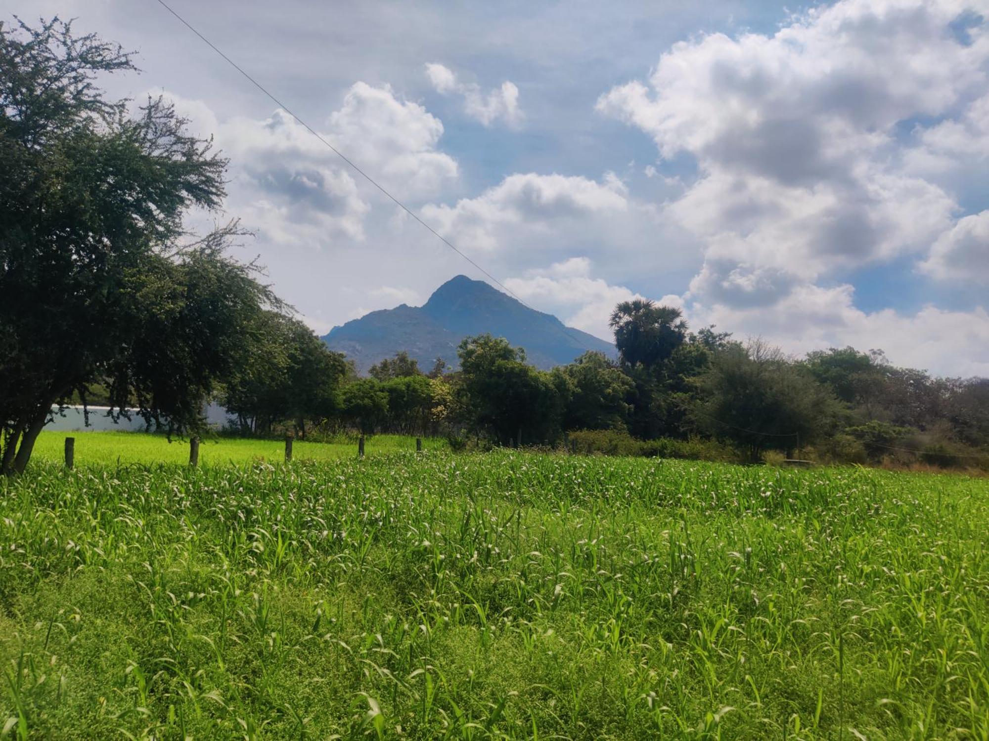 Arunachala Houses Tiruvannamalai Bagian luar foto